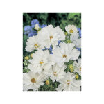 Cosmos 'psych� white' le sachet de 100 graines (0, 5g)