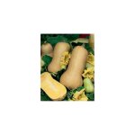 Courge butternut ou doubeurre - graines - 5 g