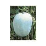 Courge cireuse, melon d'hiver 'twonga' le sachet de 20 graines (1g)
