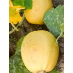 Courge 'melonnette jasp�e de vend�e' le sachet de 10 graines (2g)