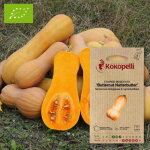 Courge moschata butternut nutterbutter - graines bio � semer