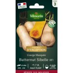 Courge musquée butternut sibelle - graines d'exception vilmorin Courge musquée butternut sibelle - graines d'exception vilmorin