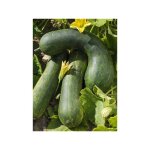 Courge musqu�e 'longue de nice' le sachet de 15 graines (1, 5g)