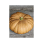 Courge musqu�e 'tancheese' le sachet de 20 graines (2g)
