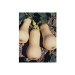 Courge musquée 'waltham butternut' le sachet de 18 graines (3g) Courge musquée 'waltham butternut' le sachet de 18 graines (3g)