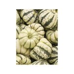 Courge 'sweet dumpling patidou' le sachet de 10 graines (0. 7g) Courge 'sweet dumpling patidou' le sachet de 10 graines (0. 7g)