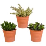Crassula mix 10, 5 cm en pot. plante verte type crassula mix 10, 5 cm, livr�e en pot, id�ale pour int�rieur ...