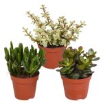 Crassula mix 8. 5 cm en pot. plante verte type crassula mix 8. 5 cm, livr�e en pot, id�ale pour int�rieur ...