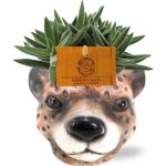 Crassula tenelli en pot �11cm hauteur 15cm. plante verte type crassula tenelli, livr�e en pot, id�ale ...