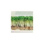 Cresson alenois - graines de l�gumes - 10 g