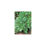 Cresson de fontaine ameliore - graines - 1. 5 g