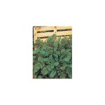 Cresson de jardin ou de terre - graines - 5 g