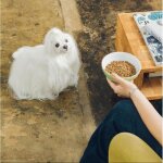 Croquettes hypoallergniques pour chiens nature's protection saumon 10 kg