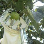 Cueille - fruits, outils de jardinage, cueille - fruits en mtal avec sac pour cueillir pommes, agrumes, ...