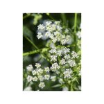 Cumin le sachet de 750 graines (3g)