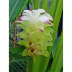 Curcuma pot de 2l / 3l