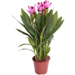 Curcuma siam - tulipe de siam - plante d'intérieur - dépolluante - floraison - 40 - 50 cm de haut - pot ... Curcuma siam - tulipe de siam - plante d'intérieur - dépolluante - floraison - 40 - 50 cm de haut - pot ...