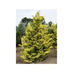 Le jardin du pic vert - cypr�s hinoki du japon 'aurea' pot de 12l / 15l, tige de 60 cm