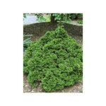 Cypr�s hinoki du japon 'juniperoides' pot de 2l / 3l