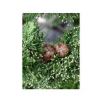 Cyprs d'italie, de provence 'stricta' pot de 30l / 35l