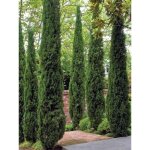 Cyprs d'italie, de provence 'totem' pot de 2l / 3l