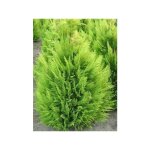 Cypr�s de lawson 'alumigold' pot de 2l / 3l