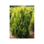 Le jardin du pic vert - cyprès de lawson 'ivonne' pot de 18l / 20l Le jardin du pic vert - cyprès de lawson 'ivonne' pot de 18l / 20l
