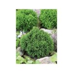 Cypr�s de lawson pot de 2l / 3l