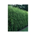 Cypr�s de leyland '2001' pot de 2l / 3l