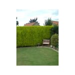 Cyprs de leyland 'castlewellan gold' godet de 8 / 9 cm