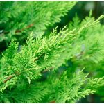 Cypr�s de leyland - cupressocyparis leylandii 150 / 160cm