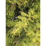 Cypr�s de leyland 'excalibur gold' pot de 2l / 3l