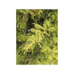 Cypr�s de leyland 'excalibur gold' pot de 4l / 5l