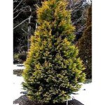 Cyprs de leyland 'gold rider' pot de 6l / 7l