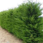 Cyprès leylandii (cupressocyparis leylandii) pot 20cm h 130 cm Cyprès leylandii (cupressocyparis leylandii) pot 20cm h 130 cm