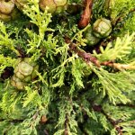 Cypr�s de provence totem - cupressus sempervirens totem 60 / 80cm pot 3l