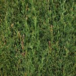 Cyprs de provence totem - cupressus sempervirens totem 80 / 100cm pot 5l