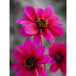 Dahlia an�mone 'bishop of canterbury' bulbe calibre i