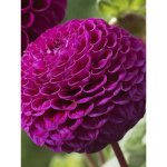 Dahlia pompon 'rocco' bulbe calibre i