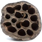 D�coration de lotus s�ch� biolotus 5 - 9 cm