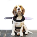 D�guisement amusant pour animaux - costume d'halloween autocollant magique - accessoires d'horreur pour ...