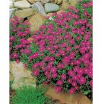 Delosperma cooperi plante vivace - 6 godets