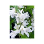 Deutzia crenata 'nikko' godet de 8 / 9 cm