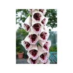 Digitale, gant de notre dame 'pam's choice' godet de 8 / 9 cm