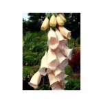 Digitale, gant de notre dame 'sutton's apricot' godet de 7 / 8 cm