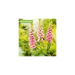 Digitalis mertonensis summer king - 100 semences