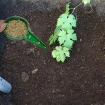 Distributeur de graines de semis, semoir de jardin semoir à main jardin er plante graines d'herbe planteur ... Distributeur de graines de semis, semoir de jardin semoir à main jardin er plante graines d'herbe planteur ...