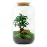 Diy terrarium en pot. plante verte type diy terrarium, livr�e en pot, id�ale pour int�rieur lumineux. ...