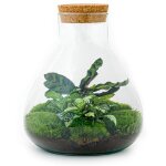 Diy terrarium sammie 27 cm en pot. plante verte type diy terrarium sammie 27 cm, livr�e en pot, id�ale ...