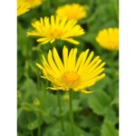 Doronic du caucase 'little leo' godet de 8 / 9 cm